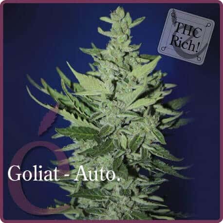Goliat Auto