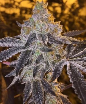 Gopher Glue FAST