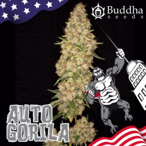 Gorilla Auto (Buddha Seeds)