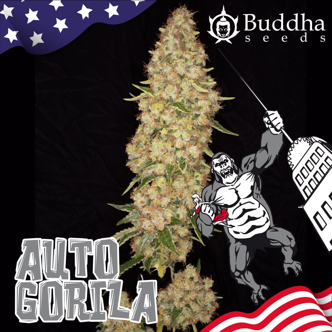 Gorilla Auto (Buddha Seeds)