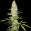 Gorilla Auto (Spliff Seeds)
