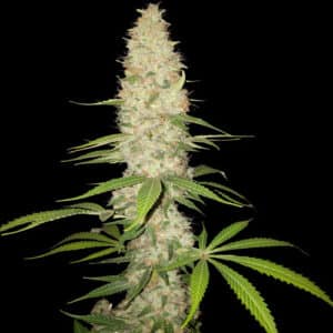 Gorilla Auto (Spliff Seeds)