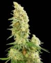 Gorilla Banana