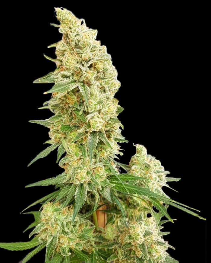 Gorilla Banana
