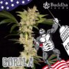 Gorilla (Buddha Seeds)