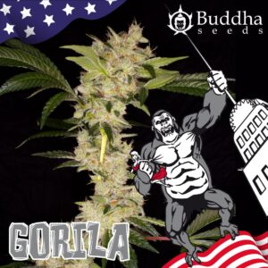 Gorilla (Buddha Seeds)