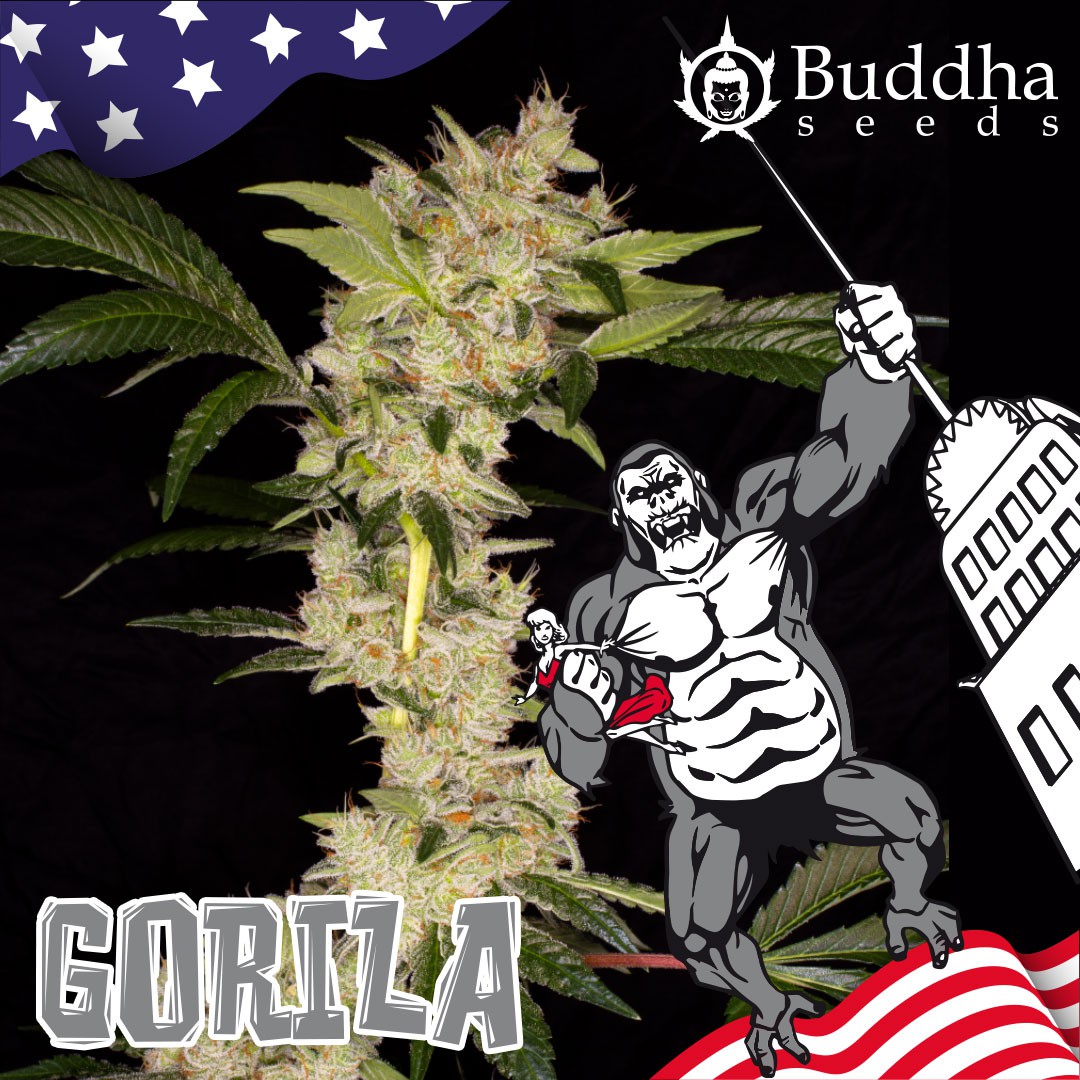 Gorilla (Buddha Seeds)