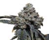 Gorilla Cheese
