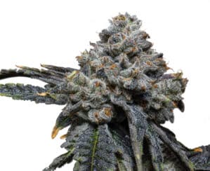 Gorilla Cheese