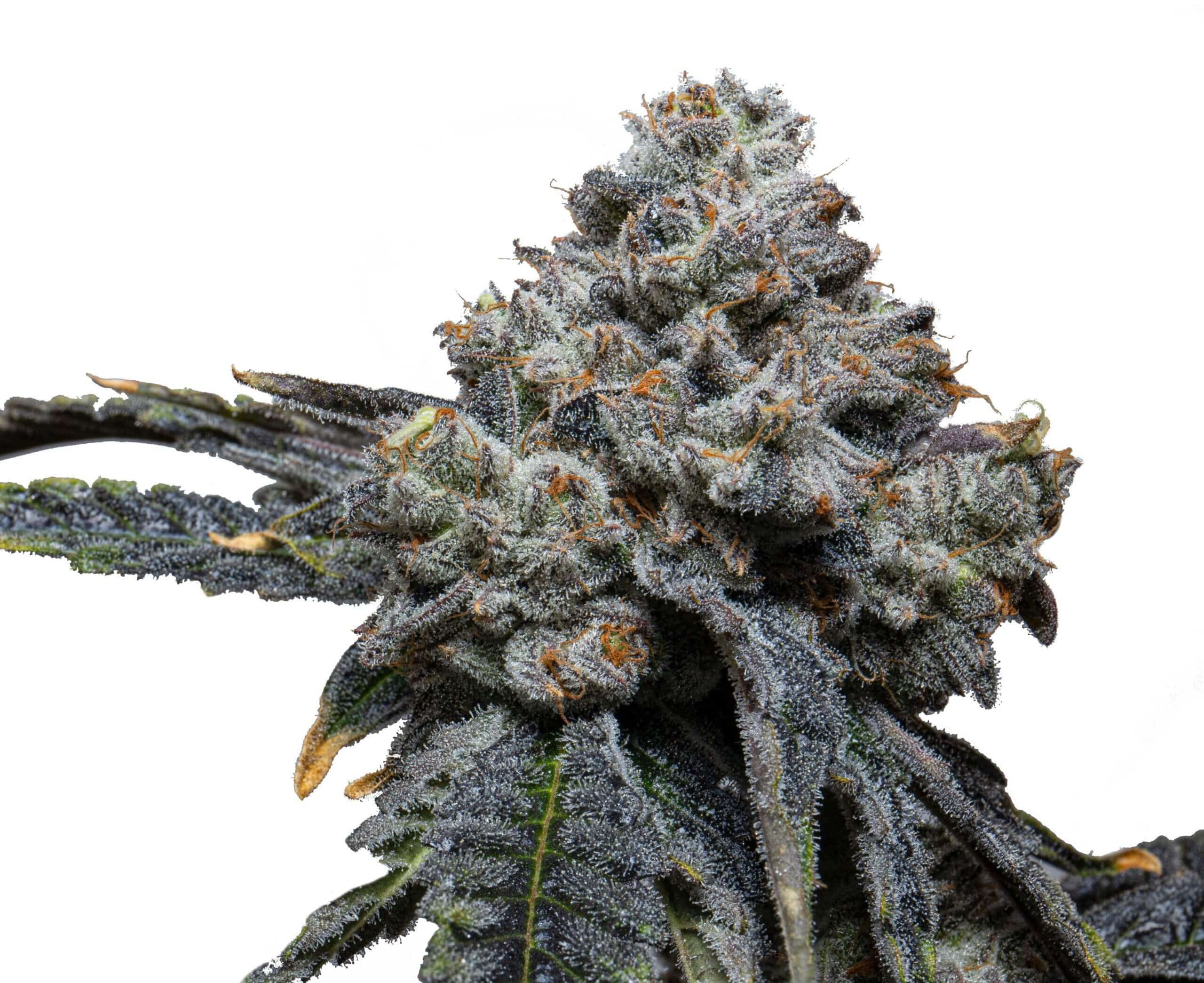 Gorilla Cheese