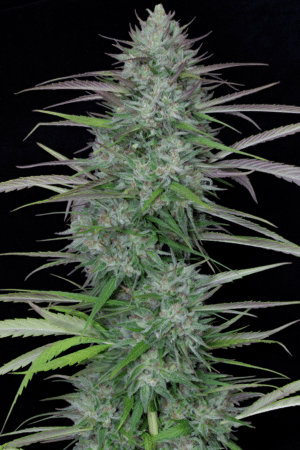 Gorilla Cookies Auto (Big Head Seeds)