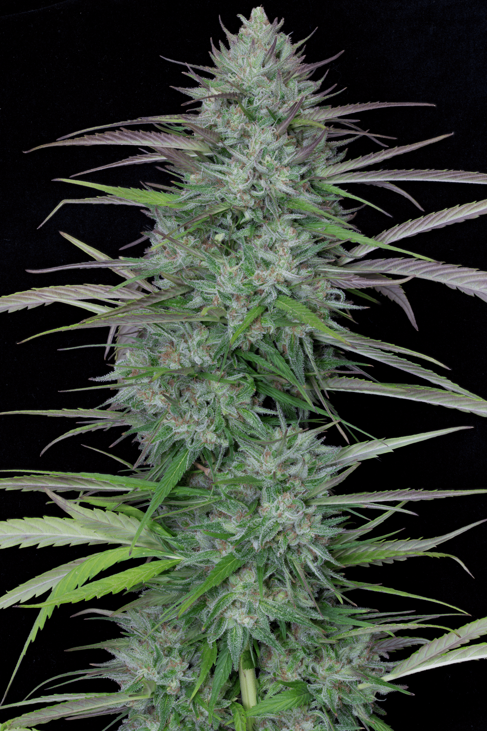 Gorilla Cookies Auto (Big Head Seeds)