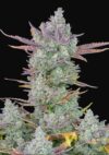 Gorilla Cookies Auto (FastBuds)
