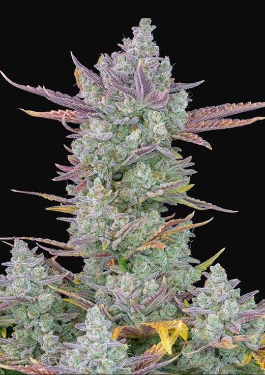 Gorilla Cookies Auto (FastBuds)