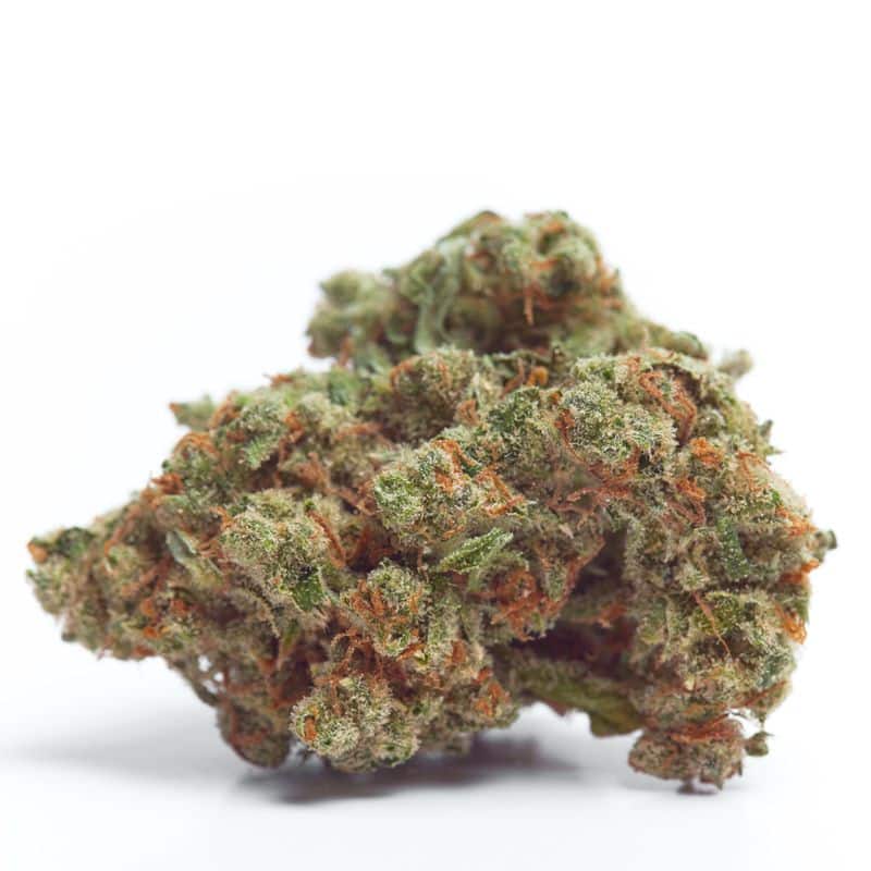 Gorilla Cookies Auto (Growers Choice Seeds)