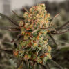 Gorilla Cookies Auto (High Speed Buds)