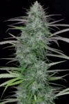 Gorilla Cookies (Big Head Seeds)