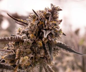 Gorilla Cookies (Expert Seeds)
