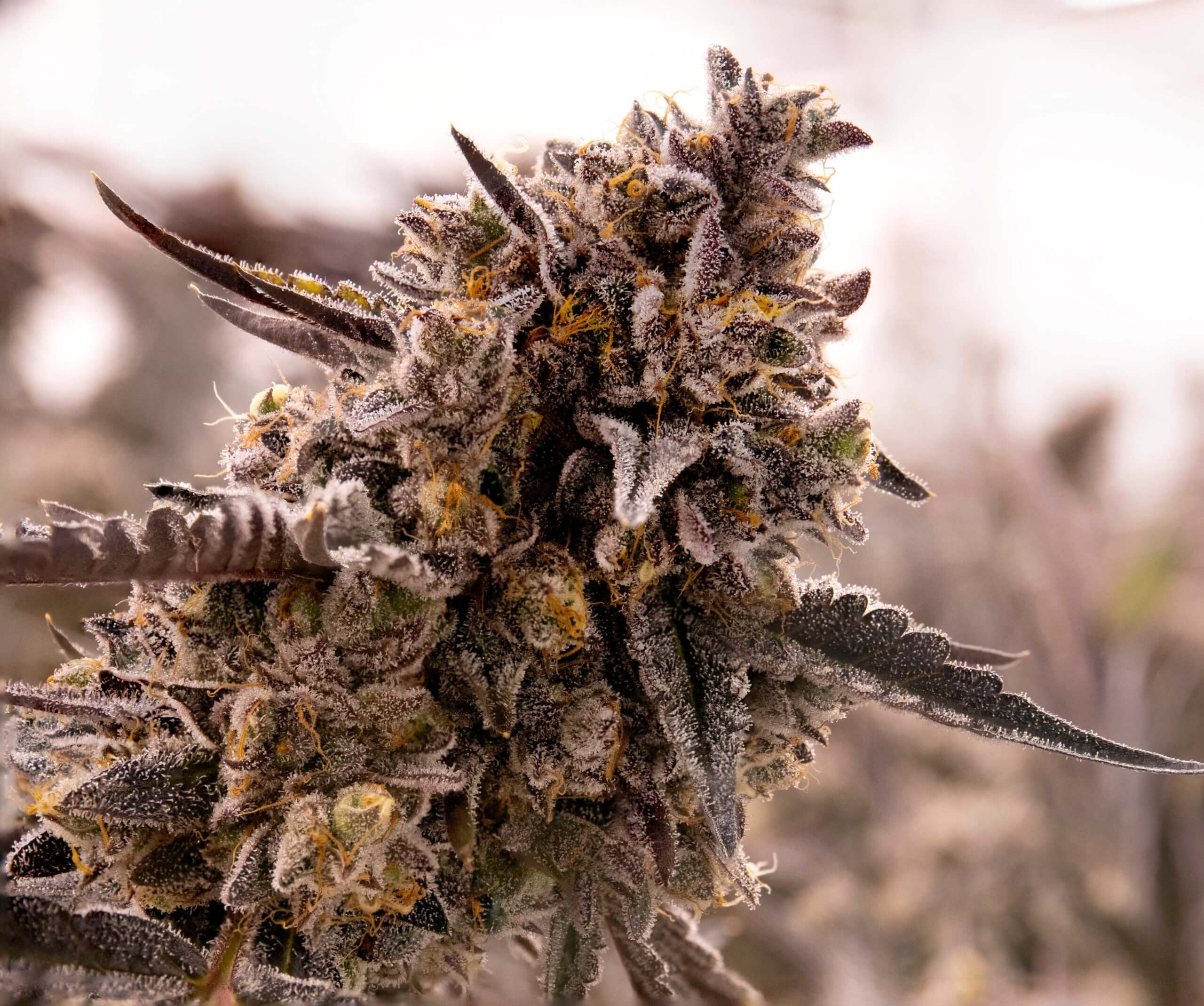 Gorilla Cookies (Expert Seeds)