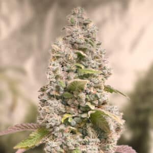 Gorilla Cookies Fast