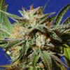 Gorilla Cookies (Original Sensible Seeds)