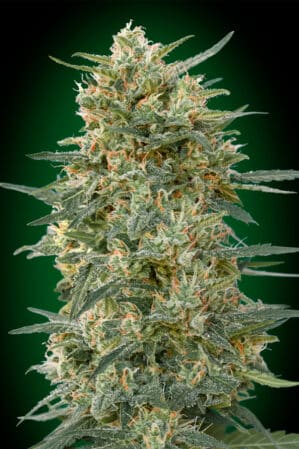 Gorilla Fast (00 Seeds)