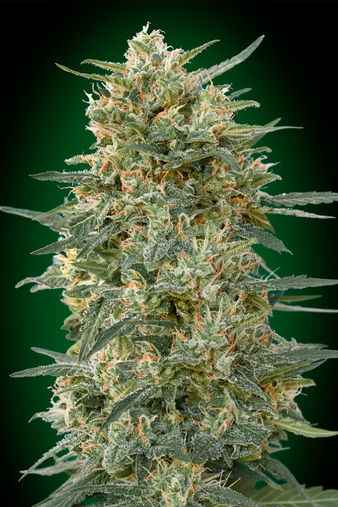 Gorilla Fast (00 Seeds)