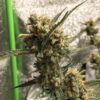 Gorilla Glue #4 Auto (BSB Genetics)