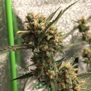 Gorilla Glue #4 Auto (BSB Genetics)