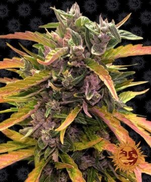 Gorilla Glue Auto (Barney's Farm)