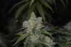 Gorilla Glue Auto (Philosopher Seeds)