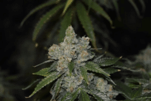 Gorilla Glue Auto (Philosopher Seeds)