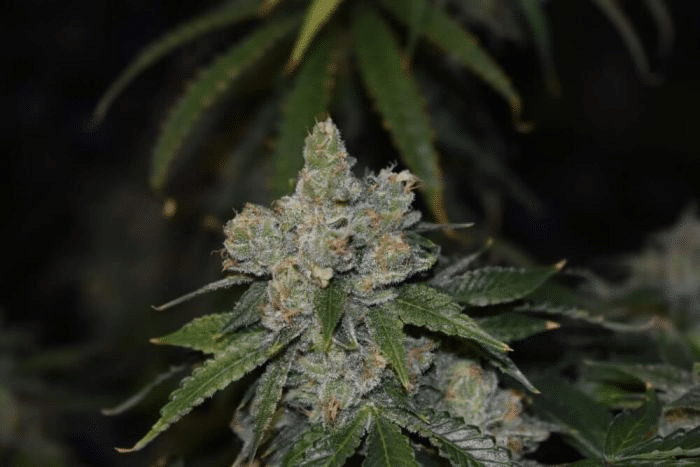 Gorilla Glue Auto (Philosopher Seeds)