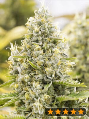 Gorilla Glue Auto (PowerStrains)