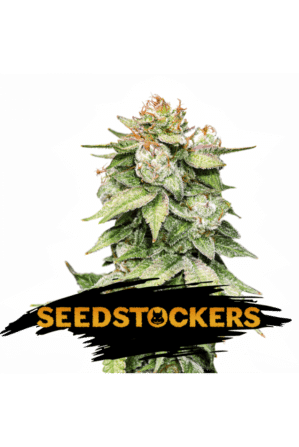 Gorilla Glue Auto (Seedstockers)
