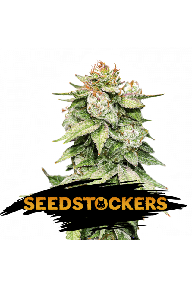 Gorilla Glue Auto (Seedstockers)