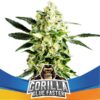 Gorilla Glue Faster