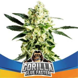 Gorilla Glue Faster