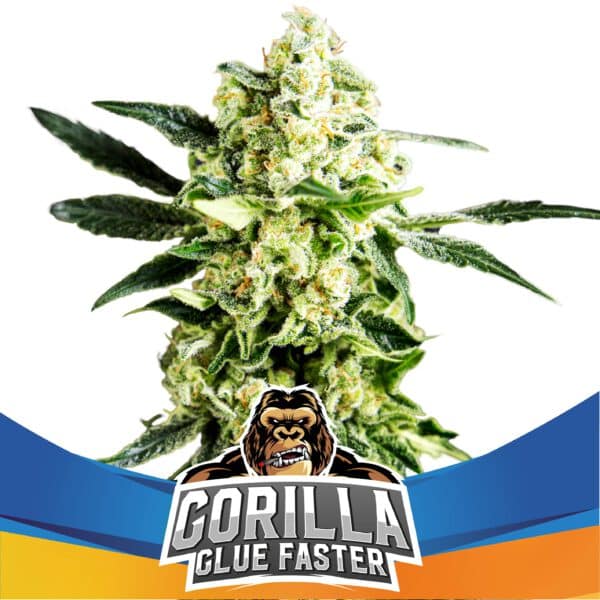 Gorilla Glue Faster