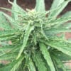 Gorilla Glue (GG4 - Auto Seeds)