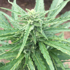 Gorilla Glue (GG4 - Auto Seeds)