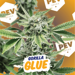 Gorilla Glue (Pev Seeds)