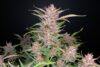 Gorilla Punch Auto (FastBuds)