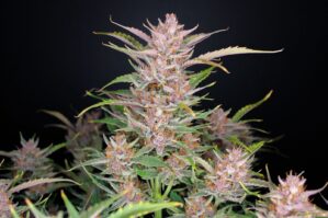 Gorilla Punch Auto (FastBuds)