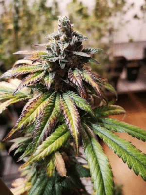 Gorilla Punch Auto (Philosopher Seeds)