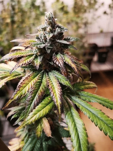 Gorilla Punch Auto (Philosopher Seeds)