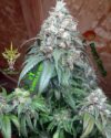 Gorilla SFV OG
