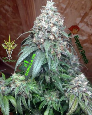 Gorilla SFV OG