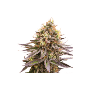 Gorilla Super Glue
