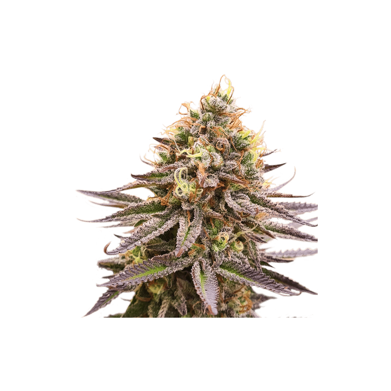 Gorilla Super Glue